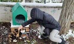 Kocaeli İzmit Belediyesi, kar nedeniyle ağaçta mahsur kalan kediyi kurtardı