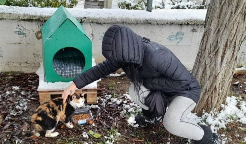 Kocaeli İzmit Belediyesi, kar nedeniyle ağaçta mahsur kalan kediyi kurtardı
